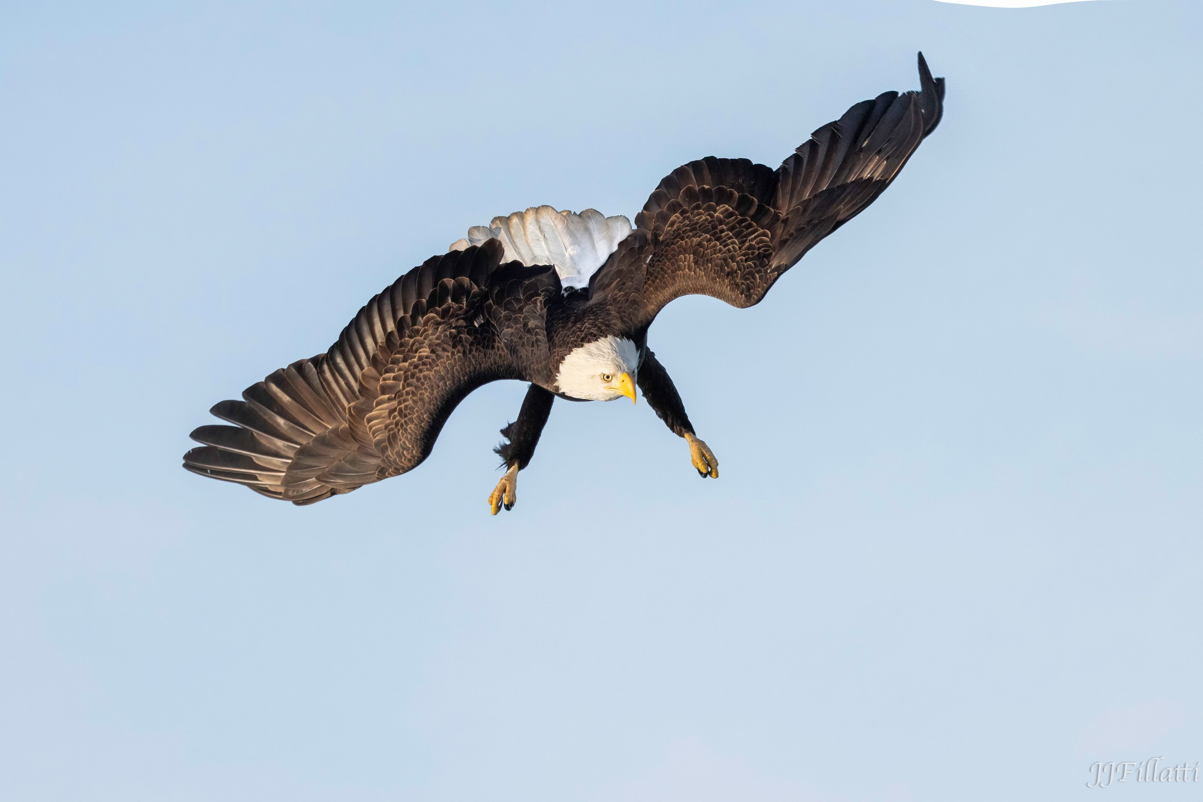 bird of homer alaska image 10